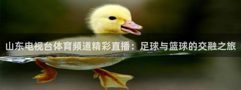 小班体育游戏玩球：山东电视台体育频道精彩直播：足球与篮球的交融之旅